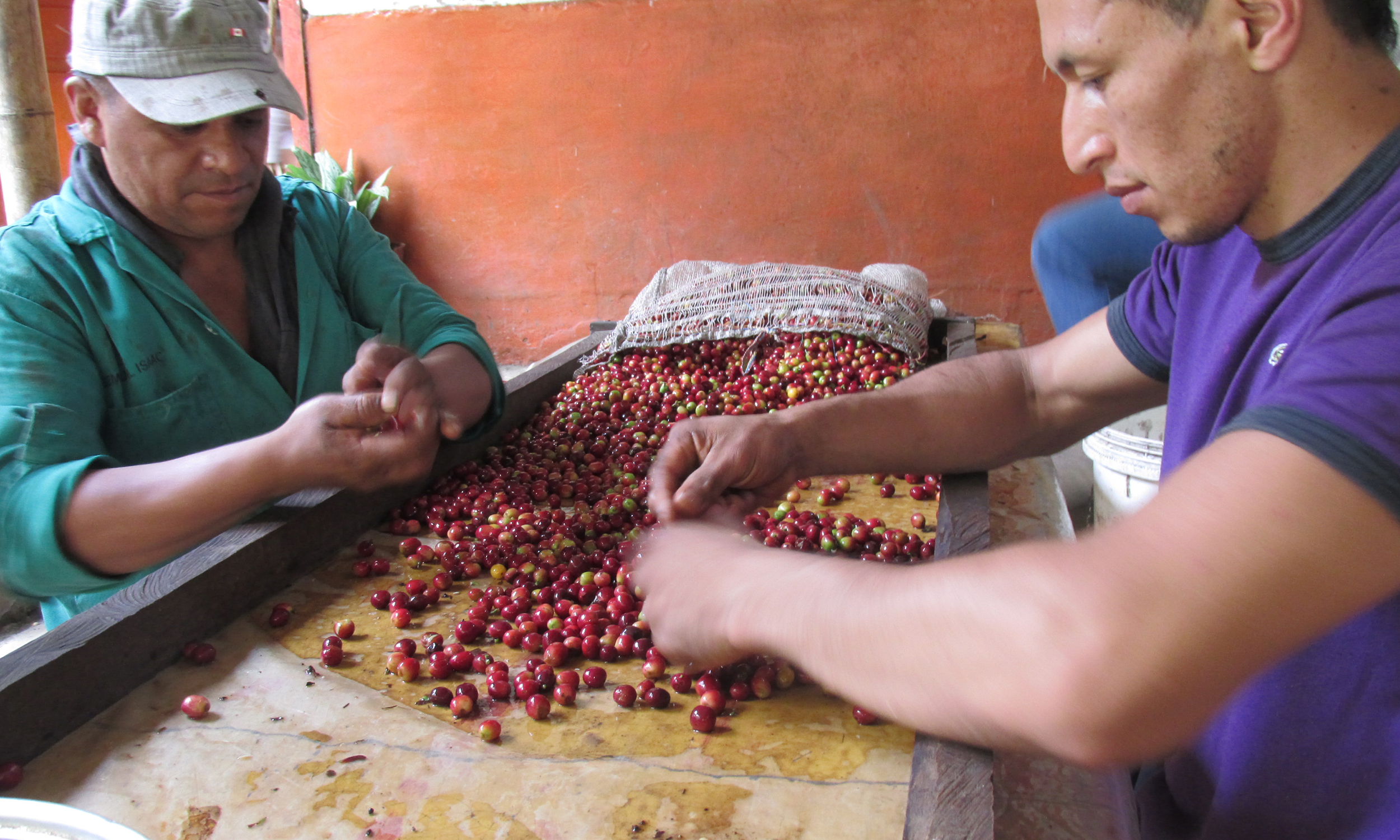Two men in Colombia sort through coffee beans